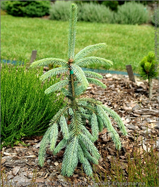 Picea engelmannii 'Bush's Lace' - Świerk Engelmanna