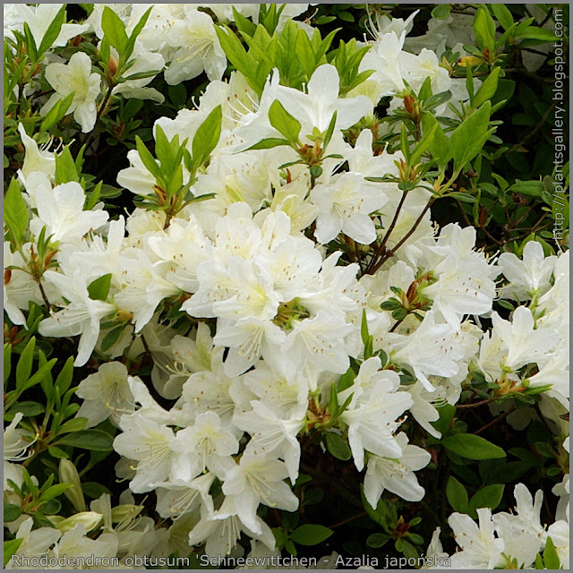 Rhododendron obtusum 'Schneewittchen' - Azalia japońska  'Schneewittchen' 
