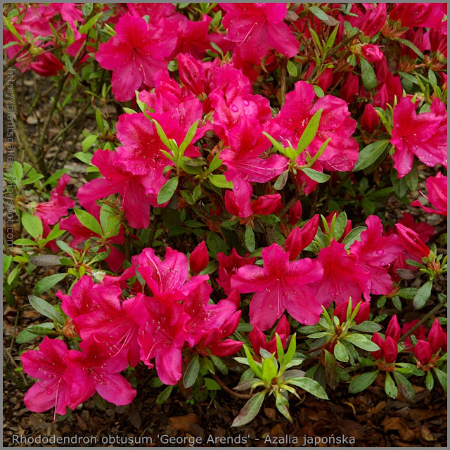 Rhododendron obtusum 'George Arends' - Azalia japońska 'George Arends'   