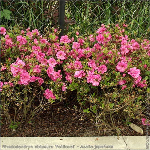 Rhododendron obtusum 'Petticoat' - Azalia japońska 'Petticoat' 