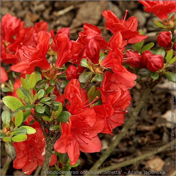 Rhododendron obtusum 'Stretta' - Azalia japońska 'Stretta' 