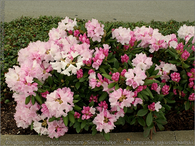 Rhododendron yakushimanum 'Silberwolke' - Różanecznik jakuszimański  'Silberwolke'