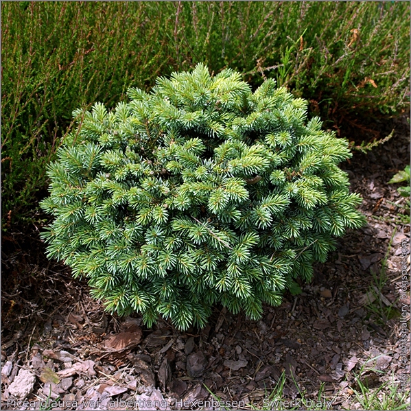 Picea glauca var. albertiana 'Hexenbesen' - Świerk biały  