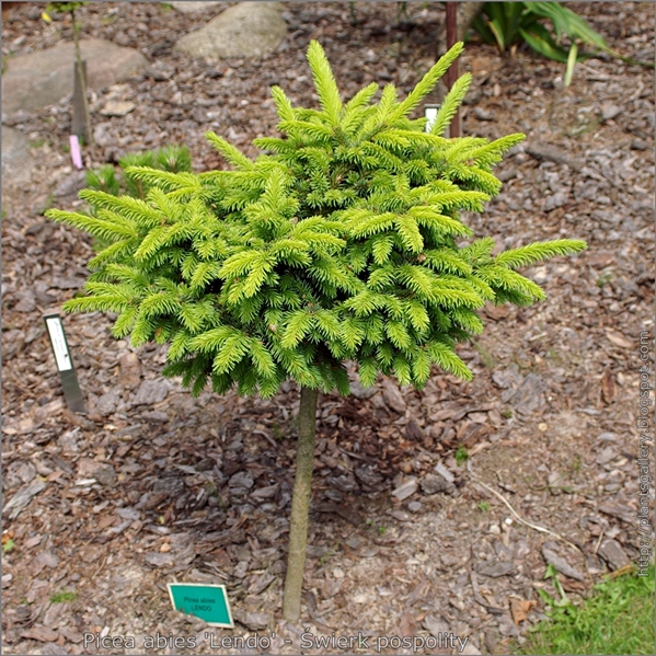 Picea abies 'Lendo' - Świerk pospolity