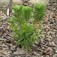 Pinus densiflora 'Vibrant' - Sosna gęstokwiatowa