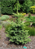 Picea pungens 'Maigold' - Świerk kłujący