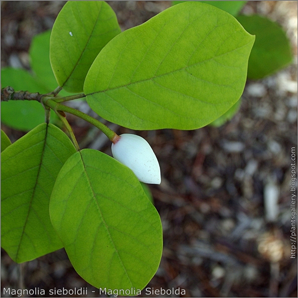 Magnolia sieboldii - Magnolia Siebolda pąk kwiatowy