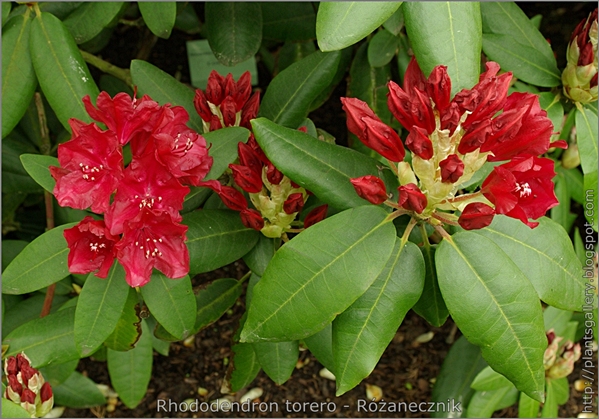 Rhododendron 'Torero' - Różanecznik