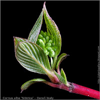 Cornus alba 'Sibirica' flower bud - Dereń biały Pąki kwiatowe