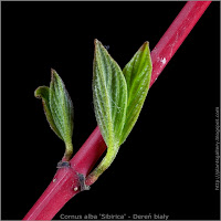 Cornus alba 'Sibirica' young leaf - Dereń biały młode listki