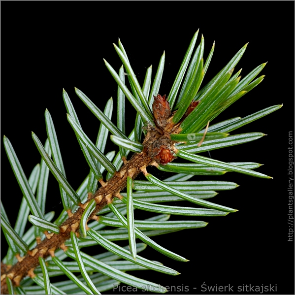 Picea sitchensis leaf - Świerk sitkajski ulistnienie