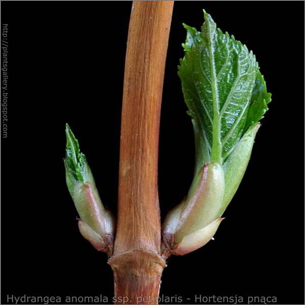 Hydrangea anomala ssp. petiolaris bud - Hortensja pnąca pąki boczne