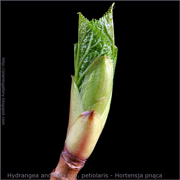 Hydrangea anomala ssp. petiolaris bud - Hortensja pnąca pąk wierzchołkowy