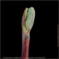 Liriodendron tulipifera leaf bud - Tulipanowiec amerykański pąk liściowy