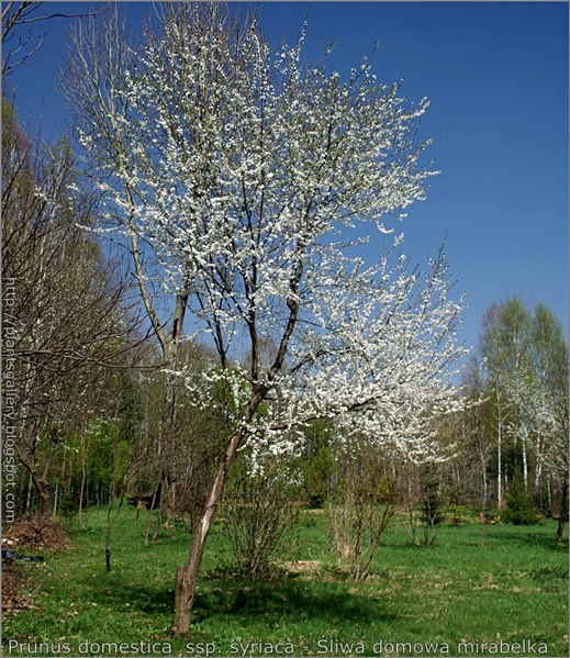 Prunus domestica  ssp. syriaca - Śliwa domowa mirabelka pokrój w okresie kwitnienia