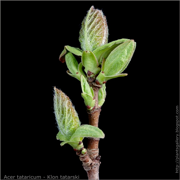 Acer tataricum young leaf - Klon tatarski  młode listki