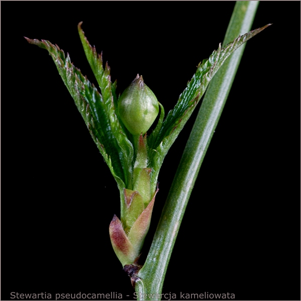 Stewartia pseudocamellia flower bud - Stewarcja kameliowata pąk kwiatowy