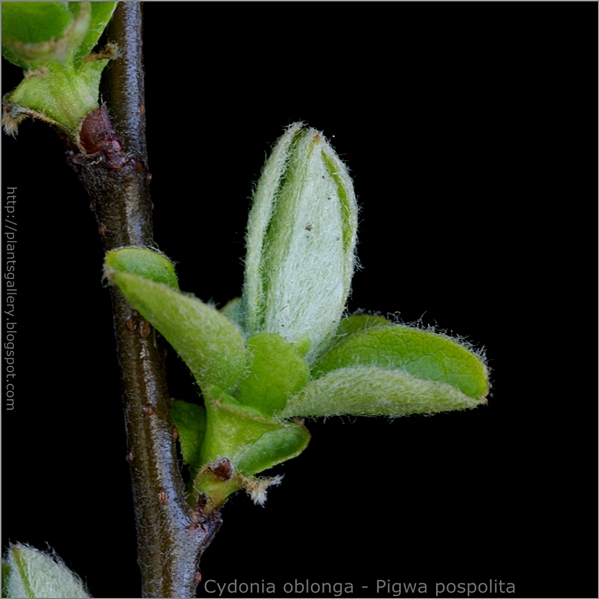 Cydonia oblonga young leaf - Pigwa pospolita młode liście 