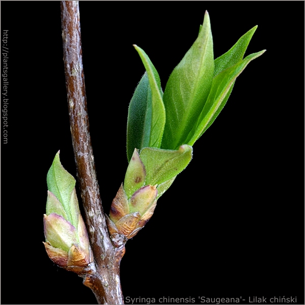 Syringa chinensis 'Saugeana'leaf bud - Lilak chiński pąk liściowy 