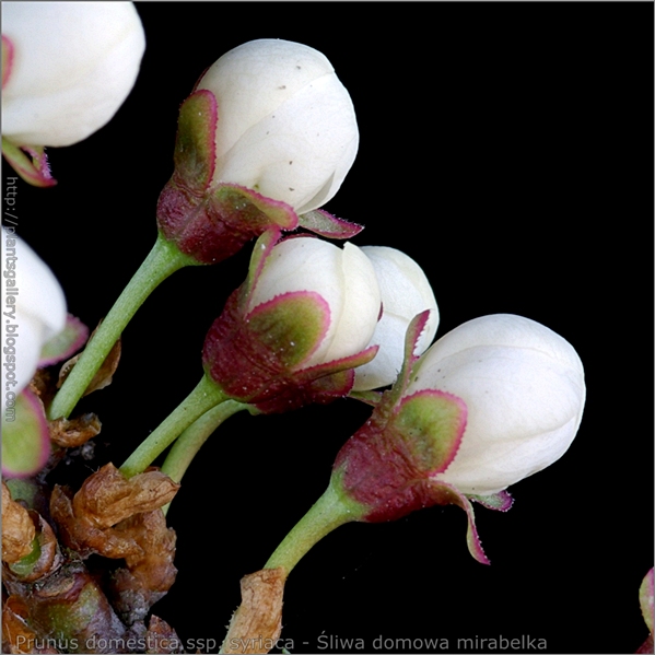 Prunus domestica  ssp. syriaca flower bud - Śliwa domowa mirabelka pąki kwiatowe