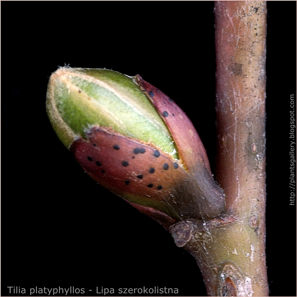 Tilia platyphyllos bud - Lipa szerokolistna pąk boczny