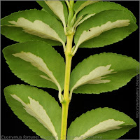 Euonymus fortunei 'Sunspot' leaf - Trzmielina Fortunea liście od spodu