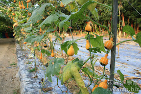 屏東萬巒穎達農場 @100 年春節移動露營 (3-2)