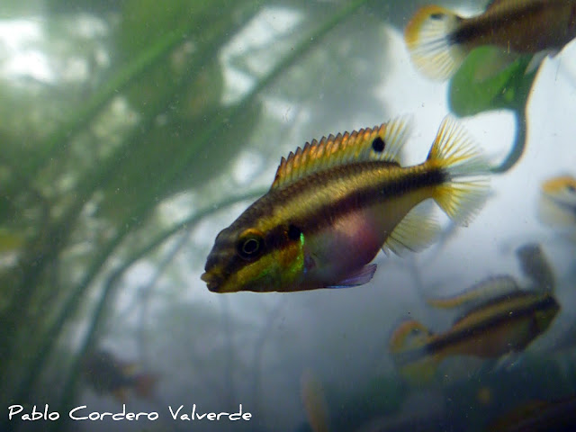 Pelvicachromis Pulcher (Fotos) P1030247