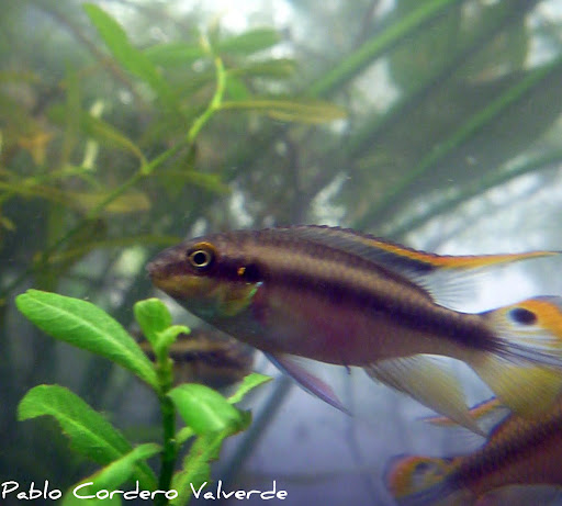 Pelvicachromis Pulcher (Fotos) P1030273