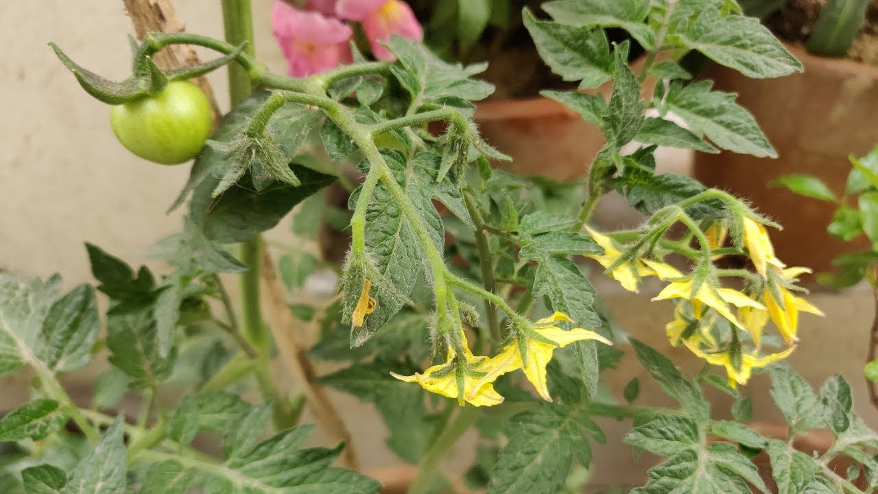 Genetics and Variety