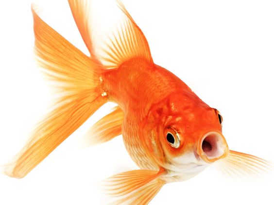 Goldfish Teeth