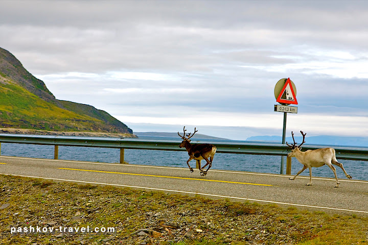 Норвегия 2010 на авто. 7655 км. Часть 2. Норд Капп и дальше.