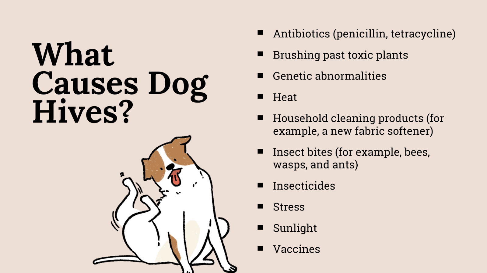 What causes dog hives?