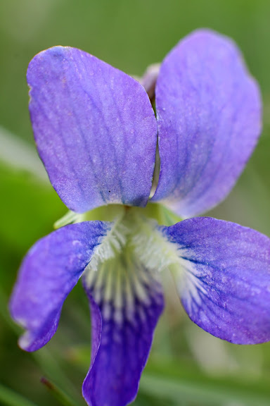 IMAGE: https://lh6.googleusercontent.com/_9FcV5UnPCtY/TbYqR6D4NoI/AAAAAAAAFCY/Mk9n4-aJH00/s576/IMG_3335.JPG