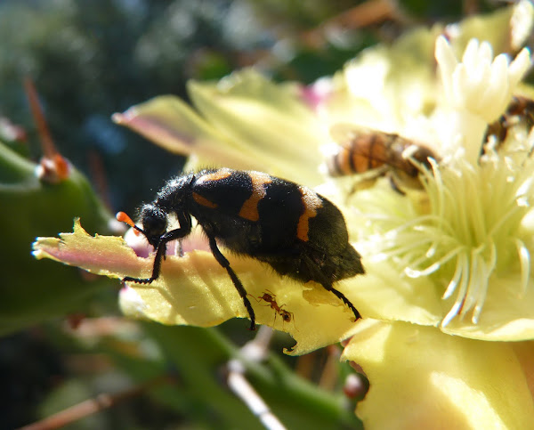 Les insectes aiment bien les fleurs P1010325