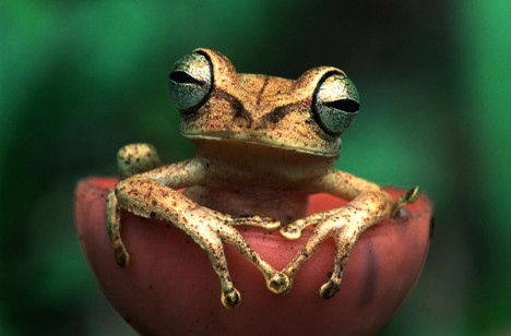 Exotic Earth: A rare bulge eyed Frog from Amazon Rainforest