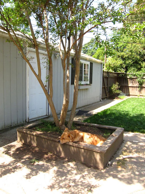 Dwight in Tree Well