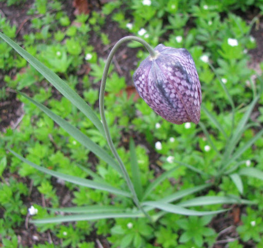 purple gingham flower