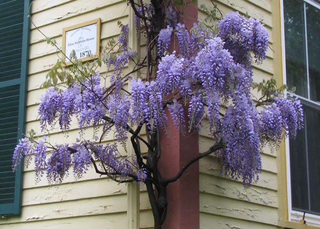 wisteria climbing on a yellow house