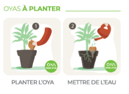 Oya : utilisation et arrosage pour une irrigation naturelle