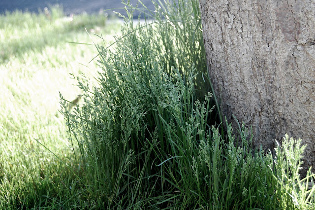 watching the grass grow