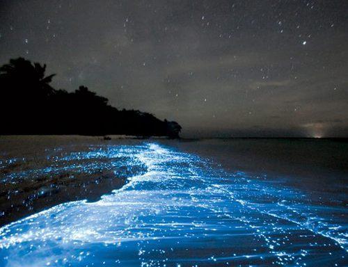 Algas dinoflageladas bioluminescentes no mar.