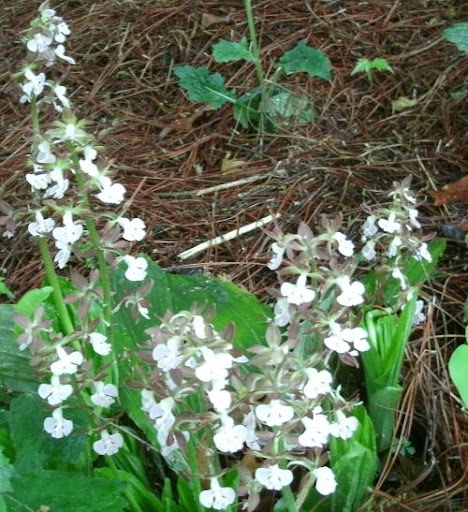 calanthe