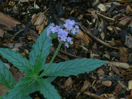 clasping heliotrope