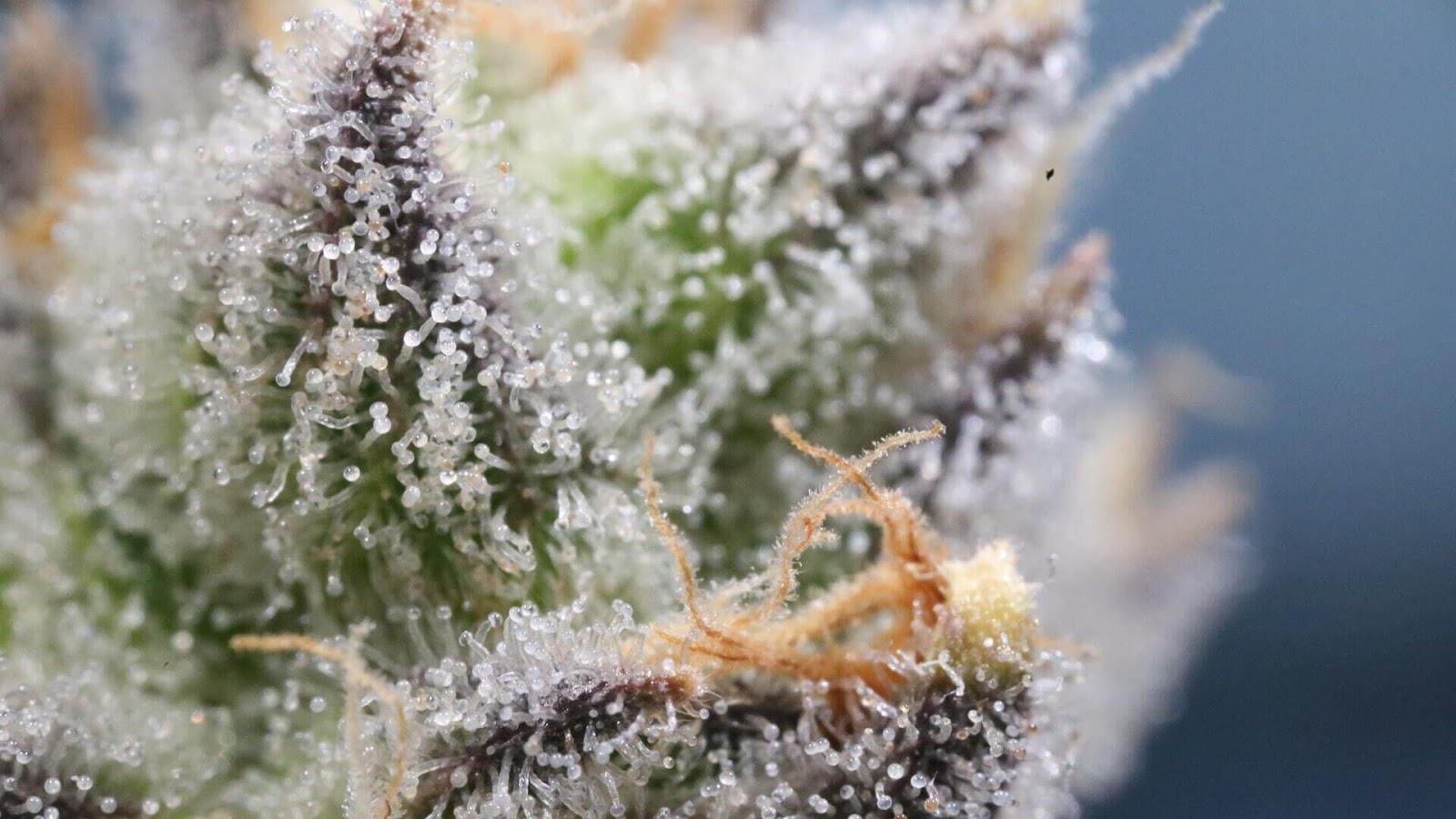 a close up photo of trichomes on a cannabis bud