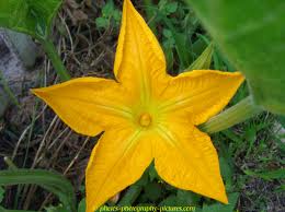 Image result for pumpkin flower