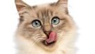 Let's learn about domestic cats | Science News for Students