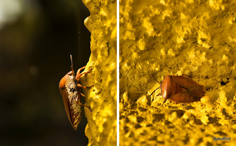 IMAGE: https://lh6.googleusercontent.com/_CJO7PukdLlc/TbgVuinbOKI/AAAAAAAAFuY/o3IysaT5Aow/s800/20110426_4191_4195.jpg