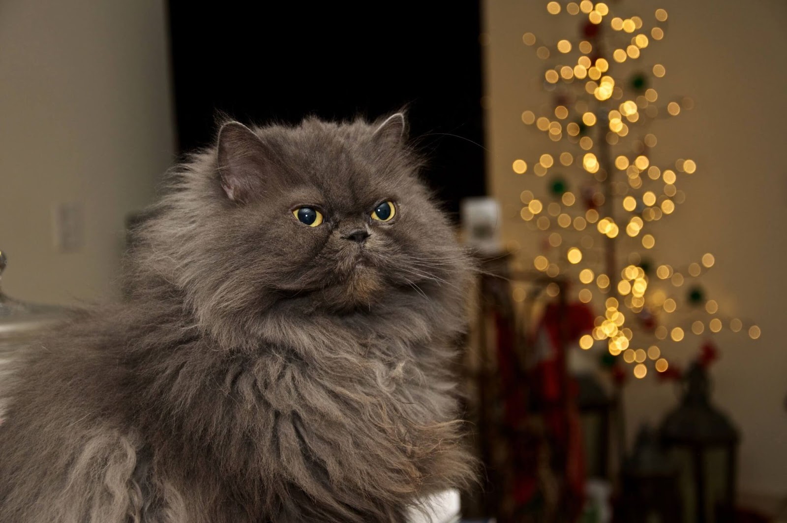 Um gato himalaio cinza.