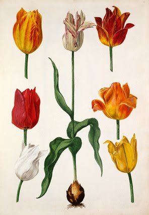 Royal Horticultural Society Prints